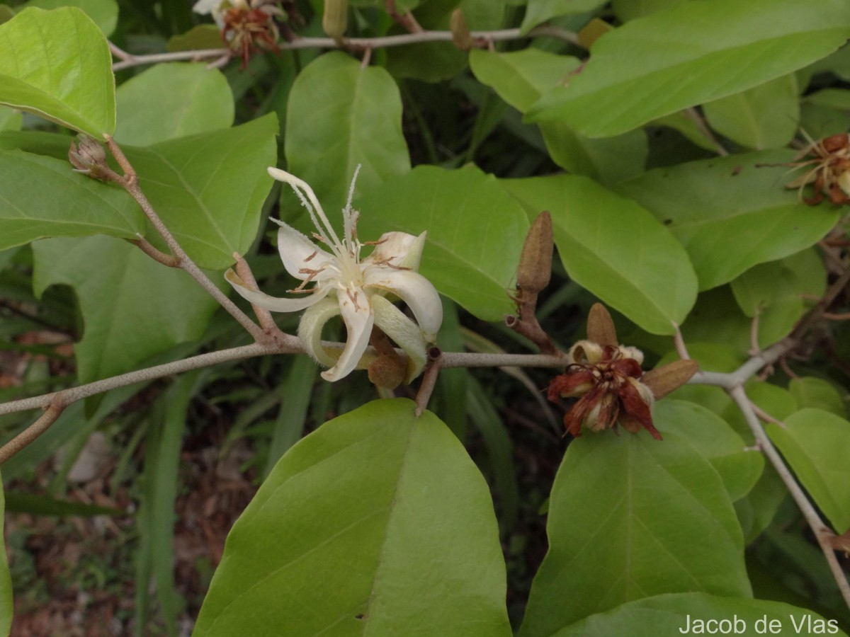 Pterospermum suberifolium (L.) Raeusch.